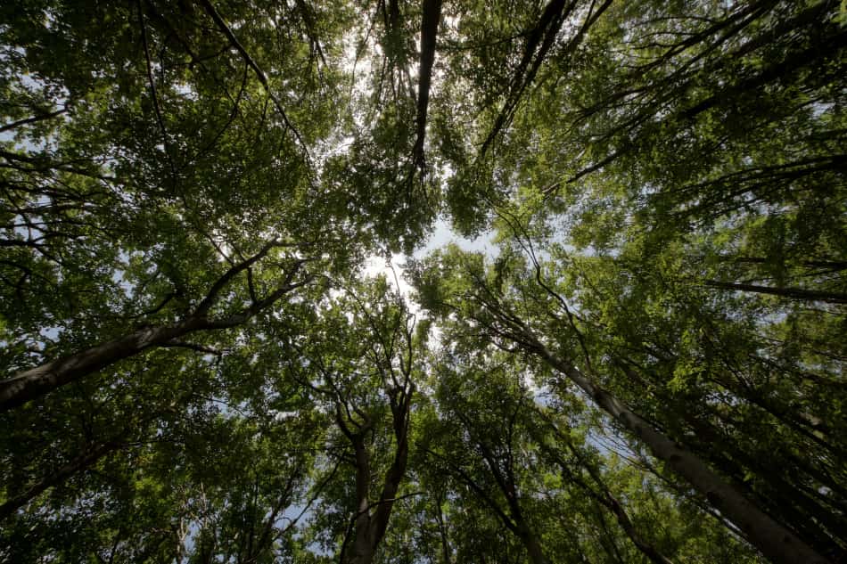 Topo de árvores em uma floresta.