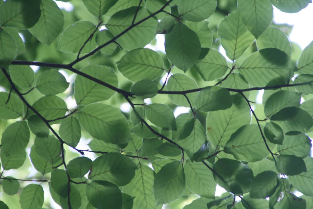 Greenwashing: o que é e como evitar ser enganado?