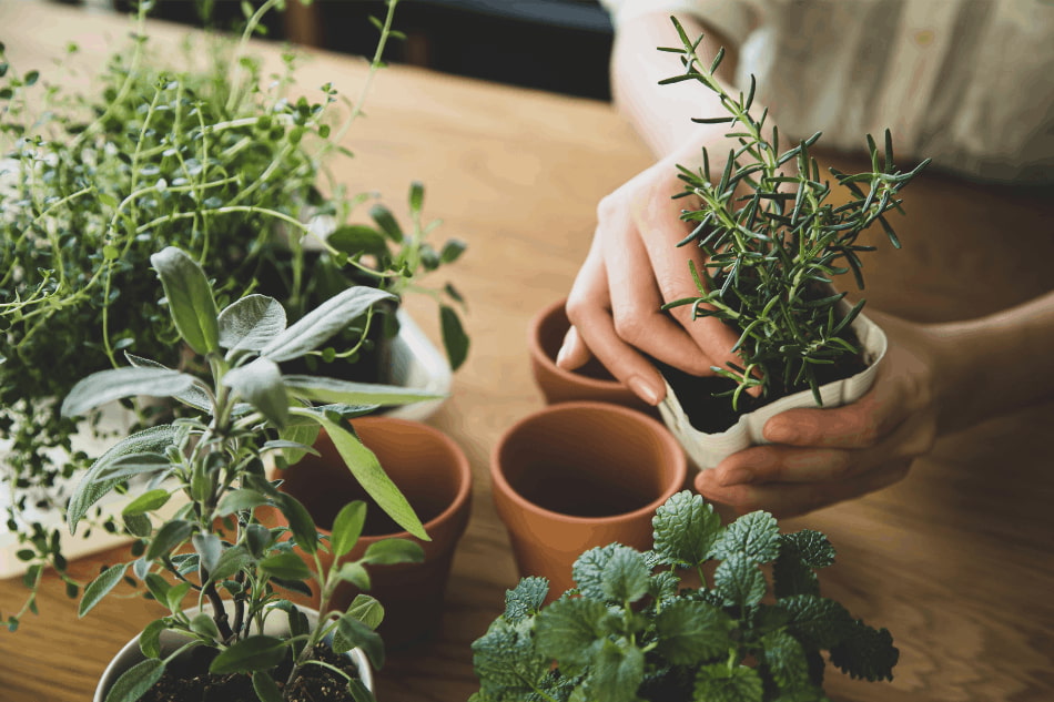 Ervas naturais: nomes, características e benefícios