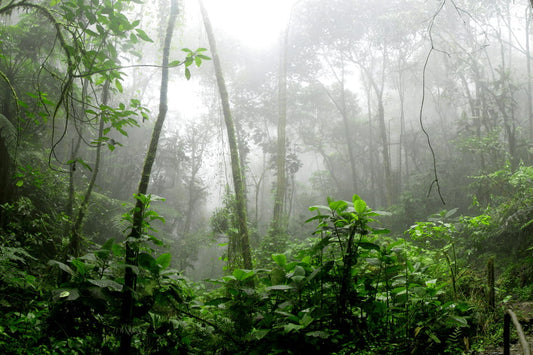 Floresta Amazônica: conheça mais sobre a floresta mais importante do mundo!