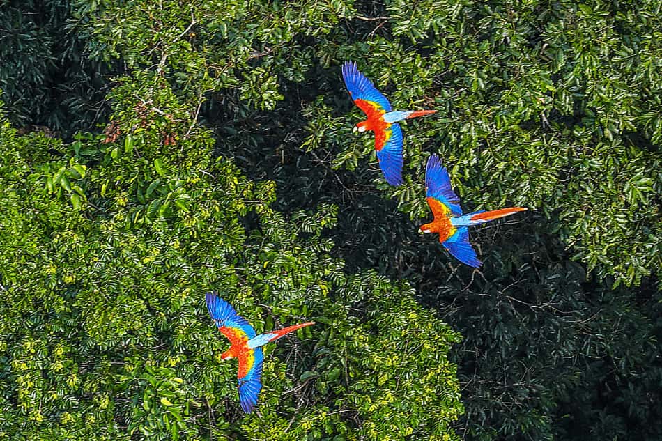 Três araras coloridas voando sobre a floresta densa e verde.