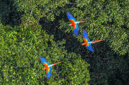Três araras coloridas voando sobre a floresta densa e verde.