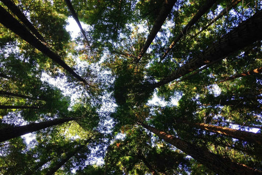 Por que é importante celebrar o Dia Mundial do Meio Ambiente?