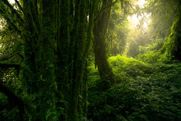 Uma floresta com várias árvores e luz do sol entrando.
