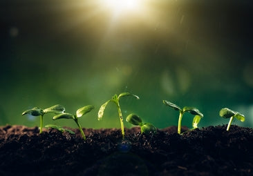 Mudas de plantas brotando do solo de terra, com luz do sol ao fundo. 