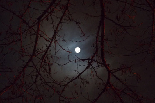 Imagem da lua com árvores em contraste. 