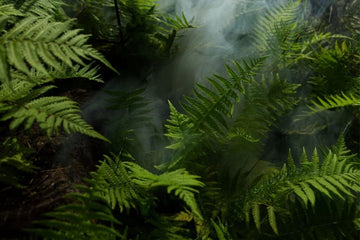 Floresta densa, com samambaias e névoa entre a vegetação, representando o conceito das lendas da Amazônia
