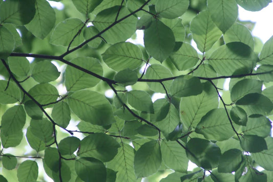 Greenwashing: o que é e como evitar ser enganado?